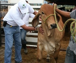 Fair Livestock and Agrobusiness - Catama. Source: www.perulactea.com